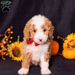 Gump, Mini Bernedoodle Puppy